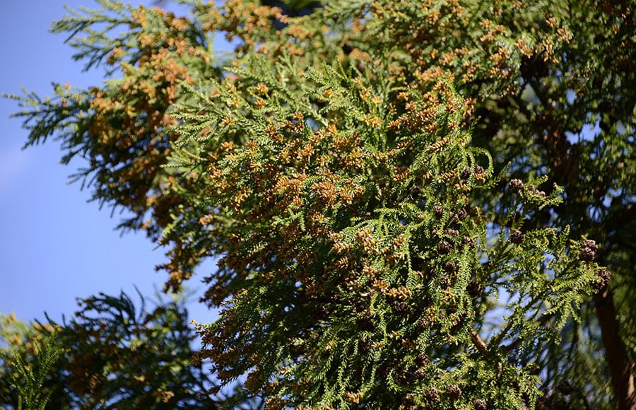 登録販売者が知っておきたい、花粉の飛散時期