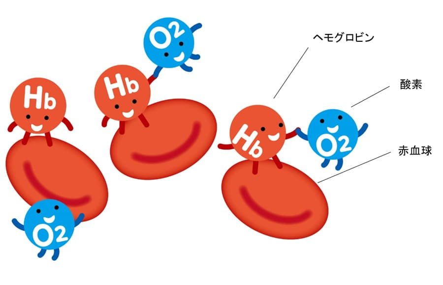 赤血球、ヘモグロビン
