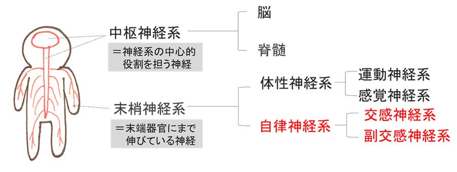 自律神経とは