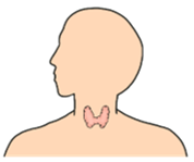 甲状腺の位置